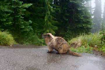 beaver in the forest