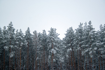 Snow covered pines