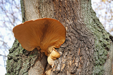 Large mushroom on the tree