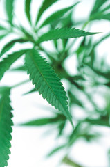 Leaves of a marijuana cannabis plant