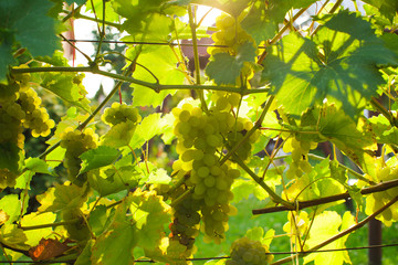 White grapes in a sunny beautiful day