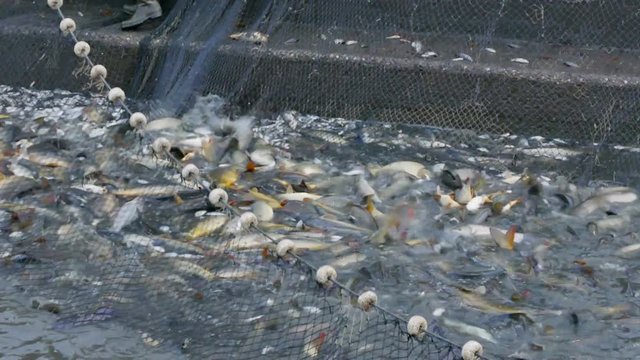 Flock of Carp Fish Caught in the Net, 4k Video Clip
