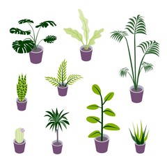 Fototapeta na wymiar Set of vector isometric potted plants illustrations for indoor design illustrations