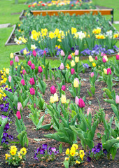 flower bed with tulips and daffodils in spring in the garden