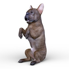 フレンチブルドッグ