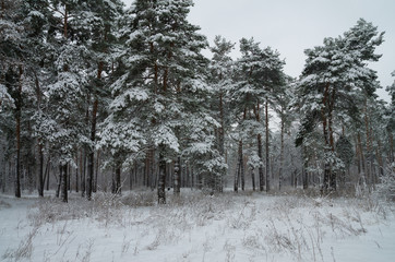 Fototapeta premium Winter snow forest. Snow lies on the branches of trees and bushes. Frosty snowy weather. Beautiful winter forest landscape.