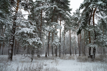 Winter snow forest. Snow lies on the branches of trees and bushes. Frosty snowy weather. Beautiful winter forest landscape.