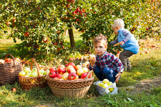Little girl and boy play in apple tree orchard