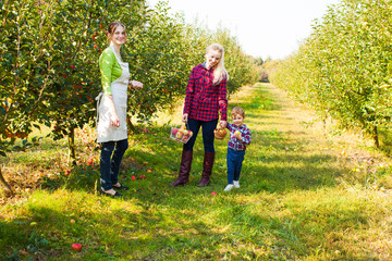 Fototapeta premium Young gardener and beautiful woman between apple trees