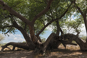 Old broken baobab tree between Tsumkwe and Khaudum National Park in northern Namibia