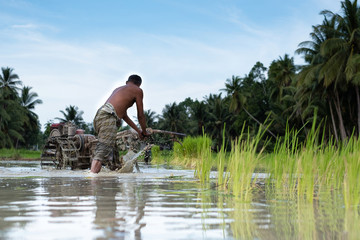Farmer plowing a rice field. Thailand