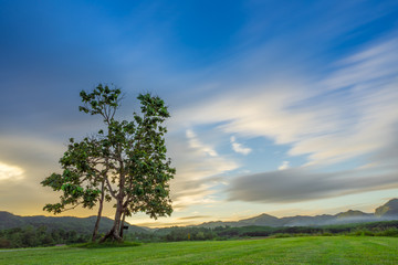 Sunset landscape view of a lonely tree in farm with storm cloud sky background.