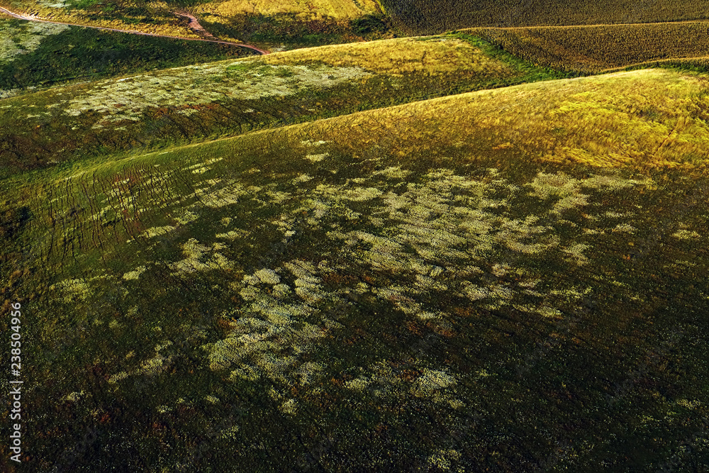 Canvas Prints aerial drone view with sunflower textured field in summer season