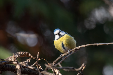 Blue tit (Parus caeruleus)resting on tree branch