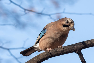 Closeup of a beautiful Eurasian Jay - Garrulus glandarius with bright colorful feathers sitting on a tree