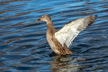 Female Mallard duck, mallard, eurasian wild duck, Anas platyrhynchos.