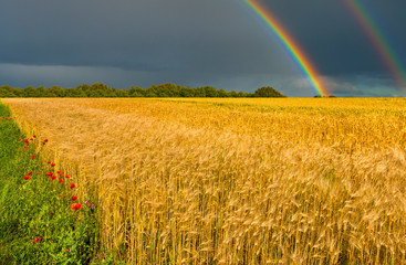 Naklejka premium Field with ripening wheat and approaching thunderstorm