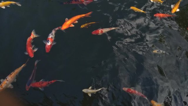 Beautiful koi fish in water