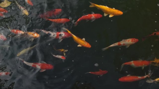 Beautiful koi fish in water