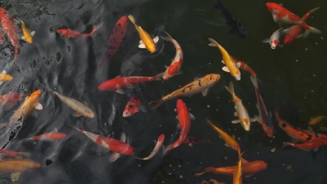 Beautiful koi fish in water