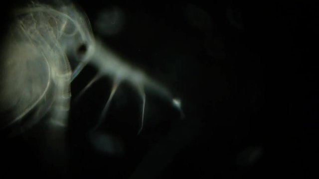 Daphnia under a microscope on a black background. Smooth appearance in the frame. Antenna microscopic animal. Daphnia skeleton movement.