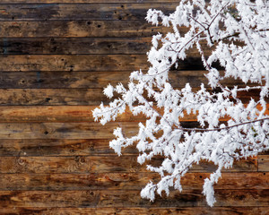 winter scene, frozen branches on wooden background
