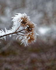 winter scene, ice covered nuts closeup