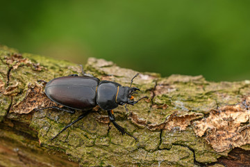 Hirschkäfer (Lucanus cervus)