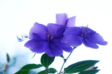 紫色の花　シコンノボタン