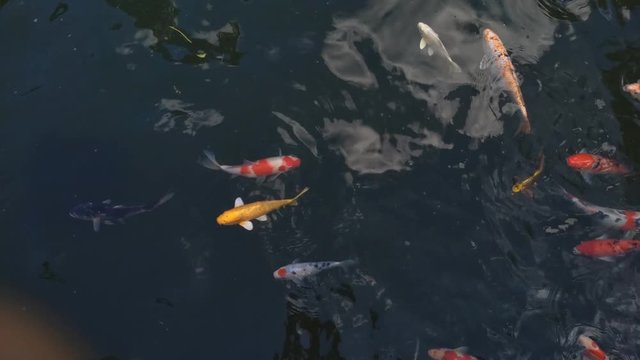 Beautiful koi fish in water