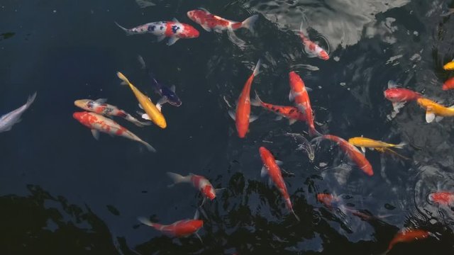 Beautiful koi fish in water