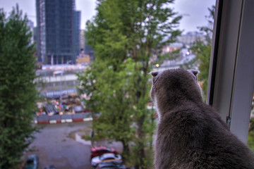 The cat looks out the window in the morning