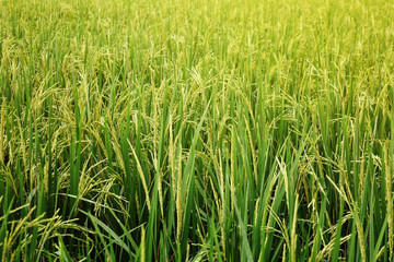 Ear of rice, rice plant on the green rice field