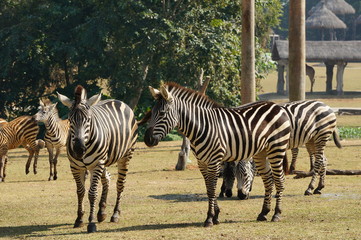 Fototapeta na wymiar zebras in Chimelong Safari Park