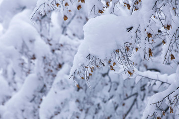 snow on tree