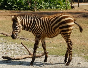 Fototapeta na wymiar little zebra in zoo