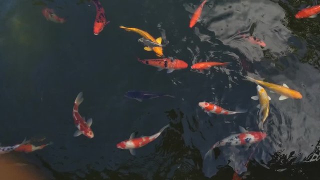 Beautiful koi fish in water