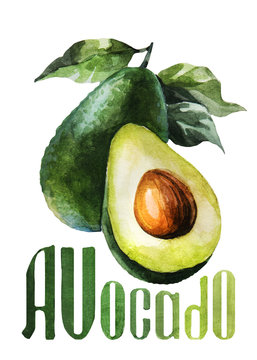 Avocado. Hand drawing watercolor on white background with title.