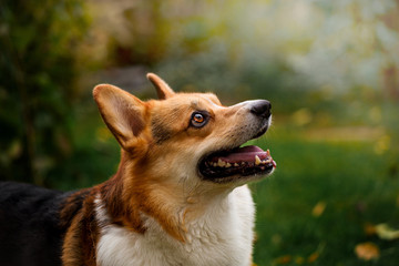 Handsome breed Corgi on the green grass
