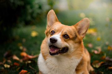 Handsome breed Corgi on the green grass