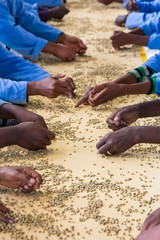 Raw Coffee Bean sorting and processing in a factory