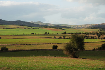 Fototapeta premium Champêtre