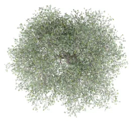 Foto auf Acrylglas Olivenbaum Olivenbaum mit Oliven auf weißem Hintergrund. Ansicht von oben
