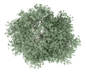 Abwaschbare Fototapete Olivenbaum Olivenbaum isoliert auf weißem Hintergrund. Ansicht von oben
