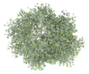 olijfboom met olijven geïsoleerd op een witte achtergrond. bovenaanzicht