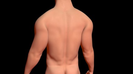 Skin Problems :healthy skin on torso . 3d render