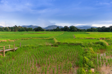 Fototapeta na wymiar green Rice field view with beautiful Mountain 