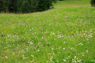 Blumenwiese im Frühling