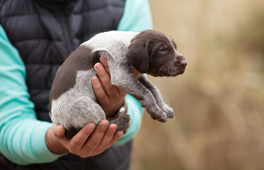 Puppy hunting dog, drahthaar. Puppy in man hand.