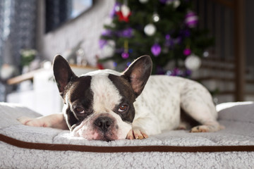 French bulldog lying down under the christmas tree